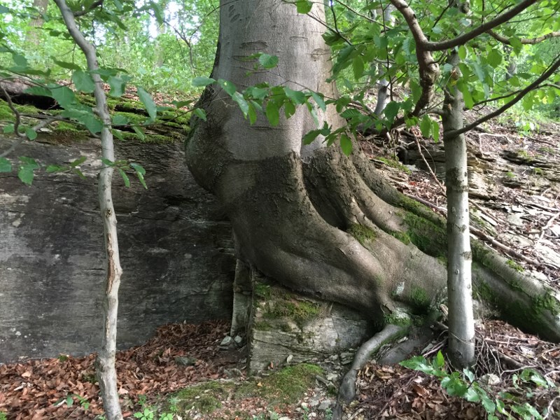 Symbol kořenů vyjadřující pevnou spojitost se zemí